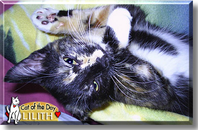 Lilith, the Cat of the Day