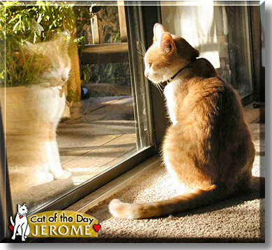 Jerome, the Cat of the Day