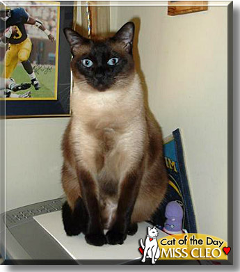 Miss Cleo, the Cat of the Day