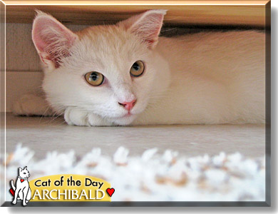 Archibald, the Cat of the Day