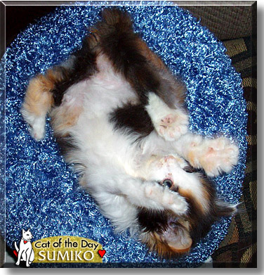 Sumiko, the Cat of the Day