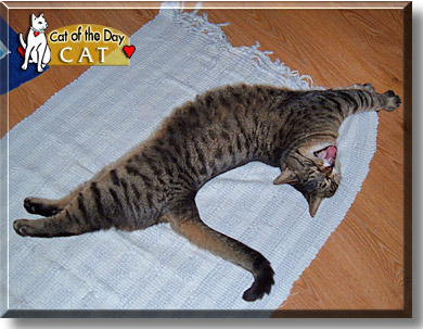 Cat, the Cat of the Day