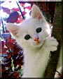 Mylo
