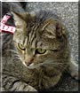 Tabitha