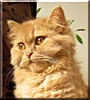 Sisi
