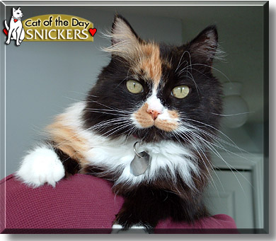 Snickers, the Cat of the Day