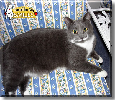 Smiles, the Cat of the Day