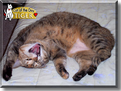 Tiger, the Cat of the Day