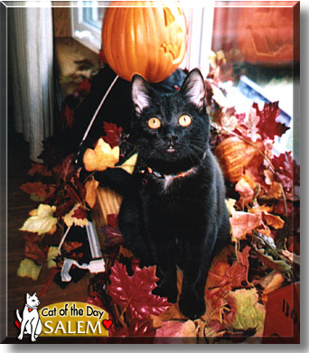 Salem, the Cat of the Day