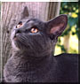 Gabby