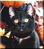 Salem