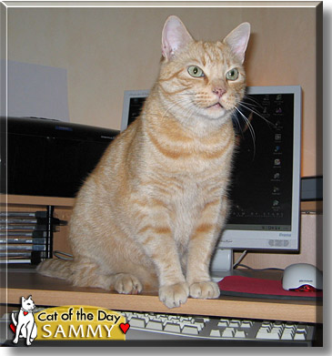 Sammy, the Cat of the Day