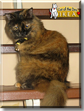 Ikea, the Cat of the Day