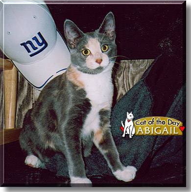 Abigail, the Cat of the Day