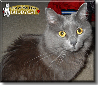 Buddycat, the Cat of the Day