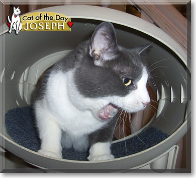 Joseph, the Cat of the Day
