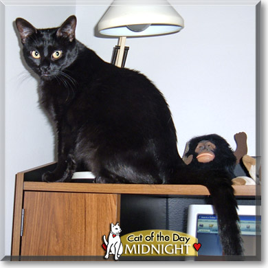 Midnight, the Cat of the Day