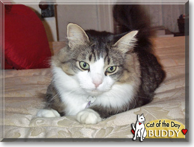 Buddy, the Cat of the Day