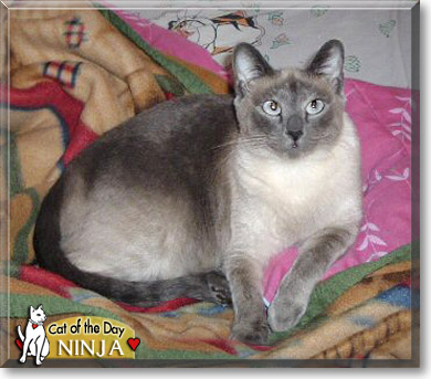 Ninja, the Cat of the Day