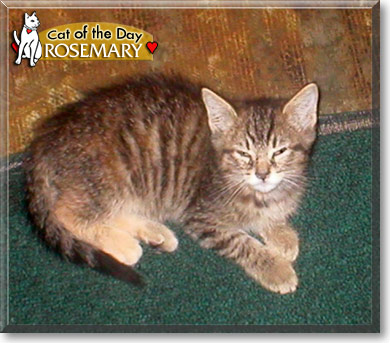 Rosemary, the Cat of the Day