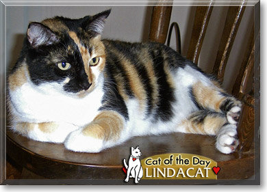 LindaCat, the Cat of the Day