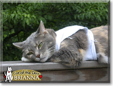 Brianna Maree, the Cat of the Day
