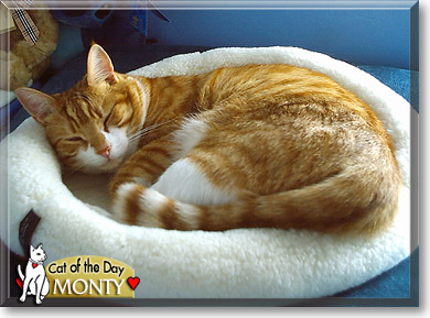 Monty, the Cat of the Day