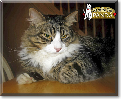 Panda, the Cat of the Day