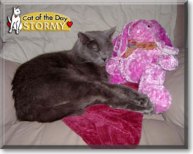 Stormy, the Cat of the Day