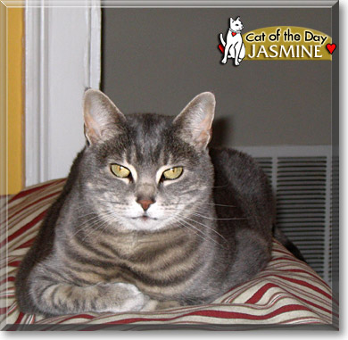 Jasmine, the Cat of the Day