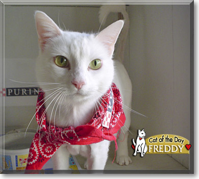 Freddy, the Cat of the Day