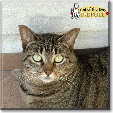 Tadpole, the Cat of the Day