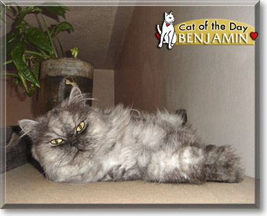 Benjamin, the Cat of the Day