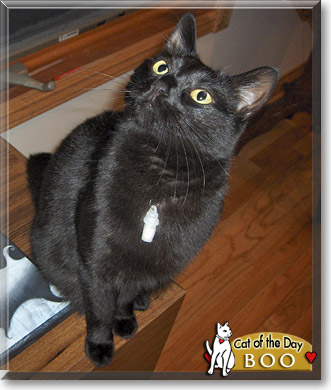 Boo, the Cat of the Day