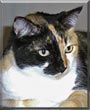 LindaCat