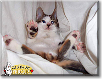 Fergus, the Cat of the Day