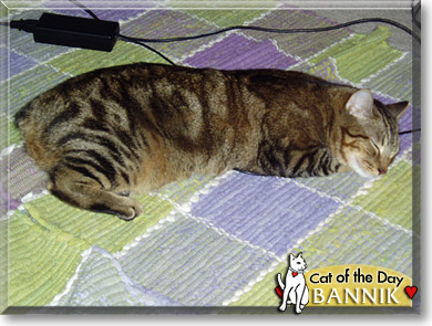 Bannik, the Cat of the Day