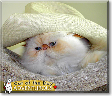 Adventurous, the Cat of the Day