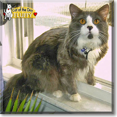 Fluffy, the Cat of the Day
