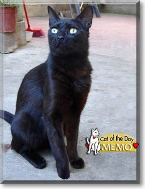 Memo, the Cat of the Day