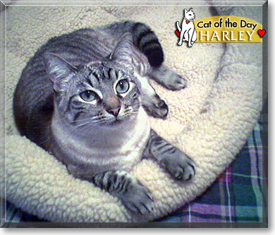 Harley, the Cat of the Day