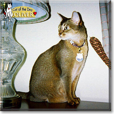 Oliver, the Cat of the Day
