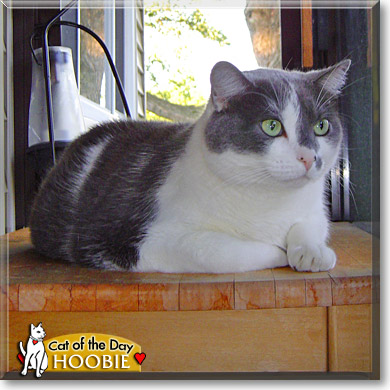 Hoobie, the Cat of the Day