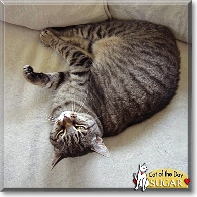 Sugar, the Cat of the Day
