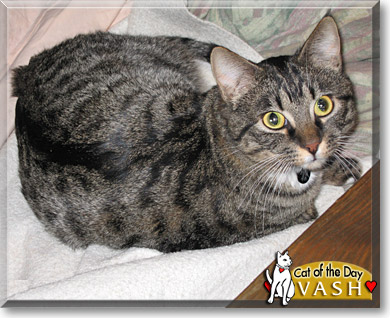 Vash, the Cat of the Day