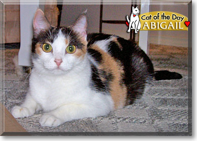 Abigail, the Cat of the Day
