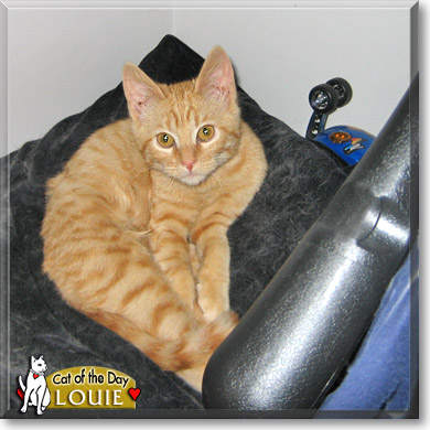 Louie, the Cat of the Day