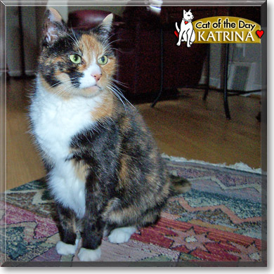 Katrina, the Cat of the Day