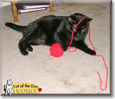 Licorice, the Cat of the Day