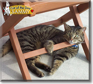 Sammy, the Cat of the Day